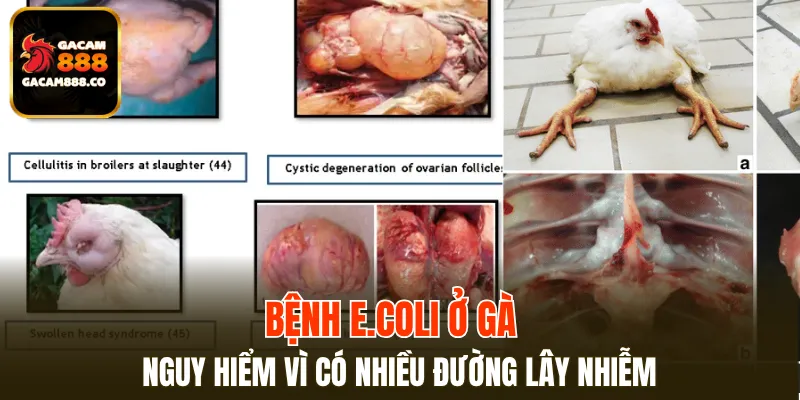 Bệnh E.coli ở gà nguy hiểm vì có nhiều đường lây nhiễm