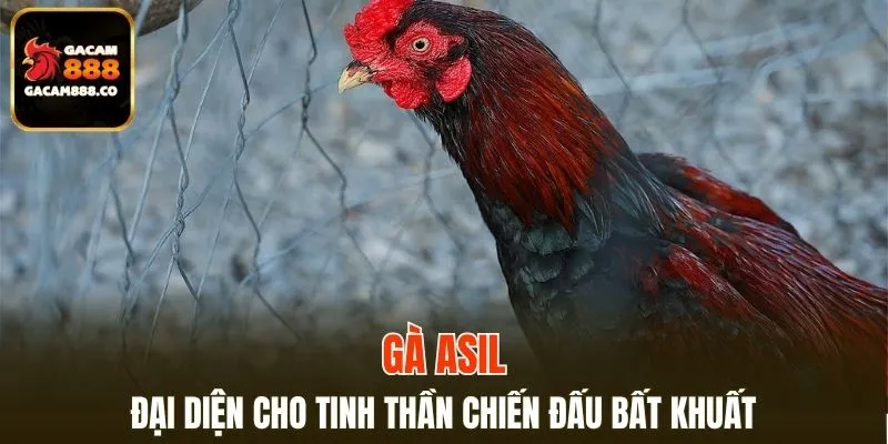 Gà Asil đại diện cho tinh thần chiến đấu bất khuất
