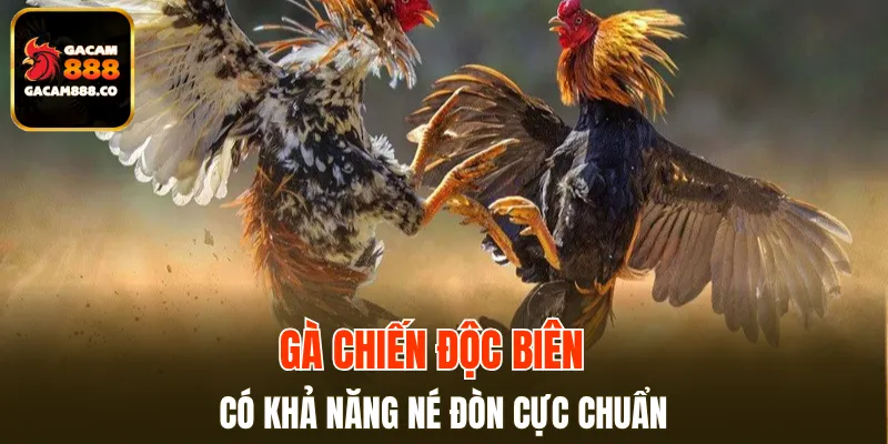 Gà chiến độc biên có khả năng né đòn cực chuẩn