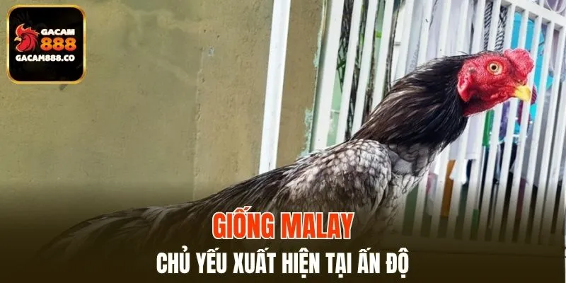 Giống Malay chủ yếu xuất hiện tại Ấn Độ