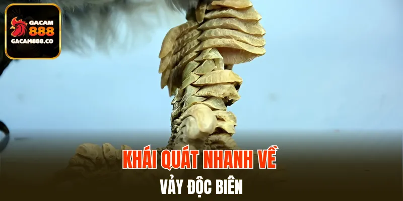 Khái quát nhanh về vảy độc biên