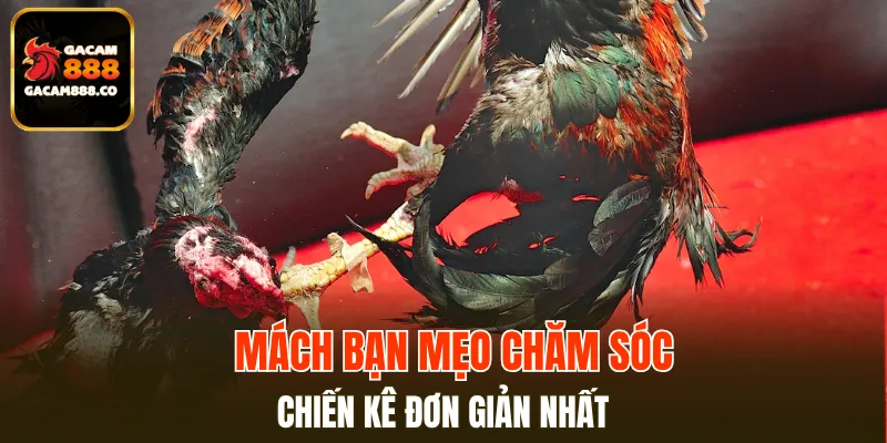 Mách bạn mẹo chăm sóc chiến kê đơn giản nhất