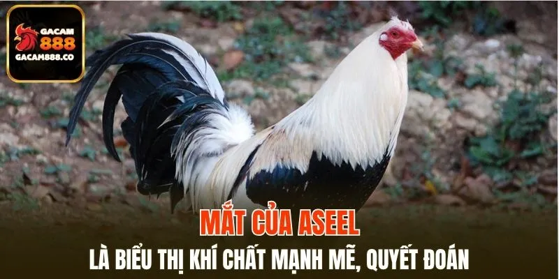 Mắt của Aseel là biểu thị khí chất mạnh mẽ, quyết đoán