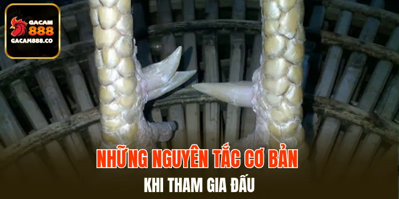 Những nguyên tắc cơ bản khi tham gia đấu