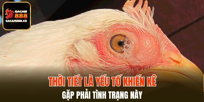 Thời tiết là yếu tố khiến kê gặp phải tình trạng này