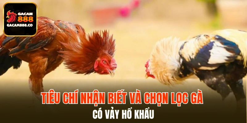 Tiêu chí nhận biết và chọn lọc gà có vảy hổ khẩu
