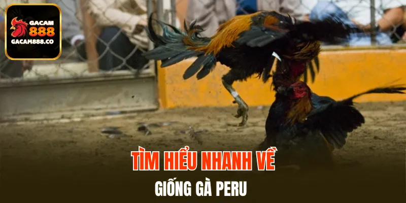 Tìm hiểu nhanh về giống gà Peru