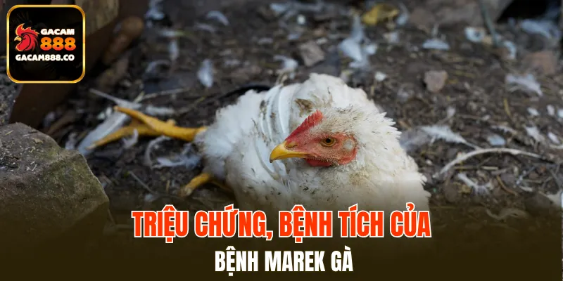 Triệu chứng, bệnh tích của Marek gà
